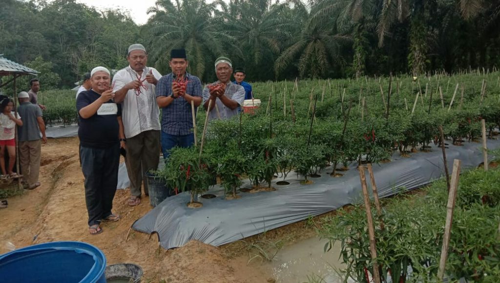 Hanya 120 Hari Kades Angkasa Panen Perdana Cabai Merah