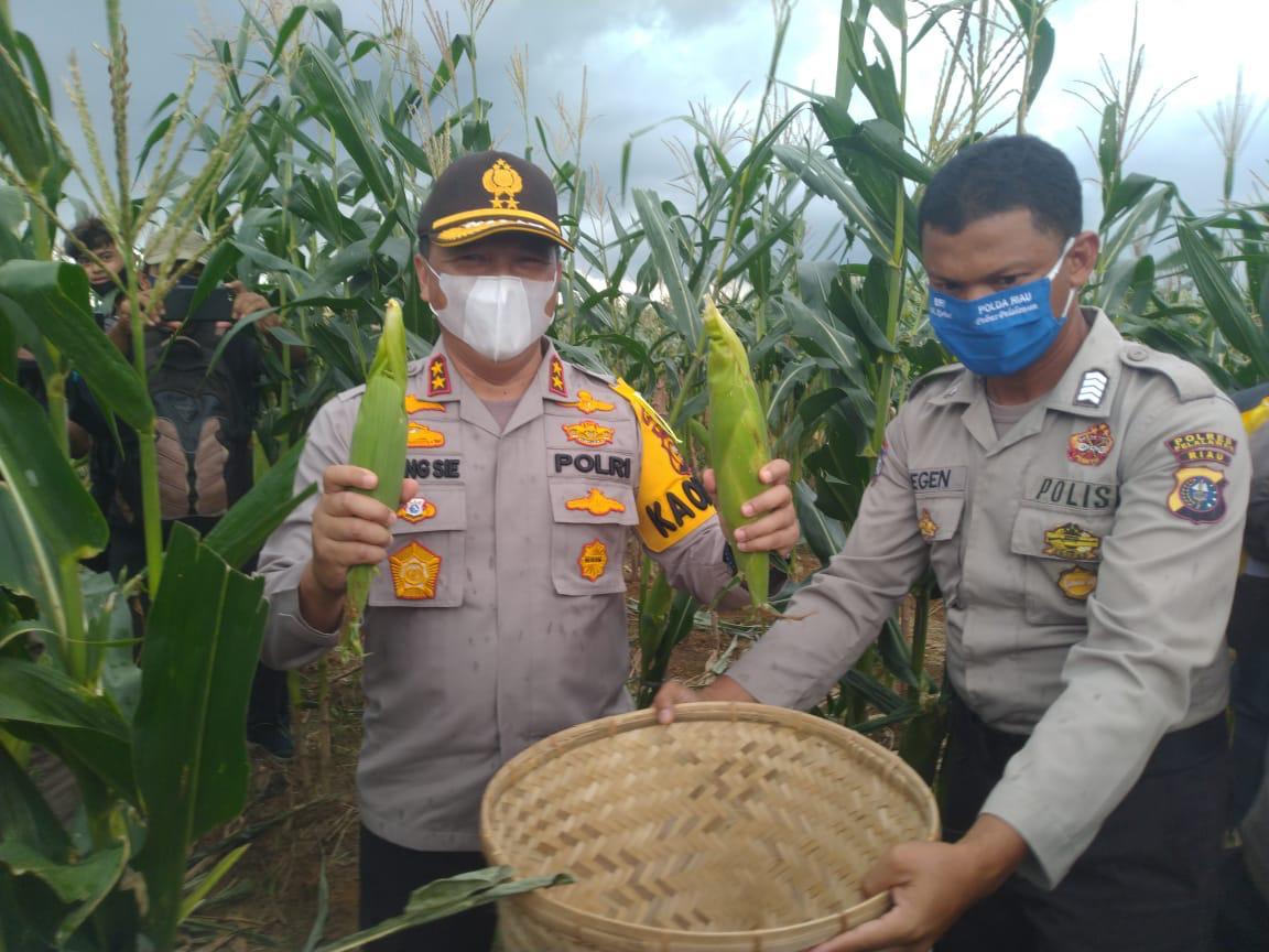 Panen Raya Program Jaga Kampung, Polda Riau Gandeng Persatuan Pedagang Jagung Bakar Pekanbaru