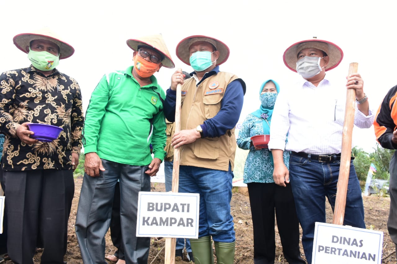 Wujud Nyata Ketahanan Pangan Bupati Kampar Tanam Benih Jagung