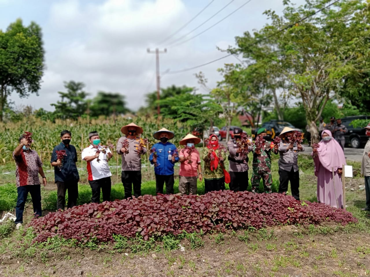 Cicipi Jagung Bakar Hasil Panen,Kapolresta Panen Jagung dan Sayur Mayur Dikampung Tangguh Damai Langgeng