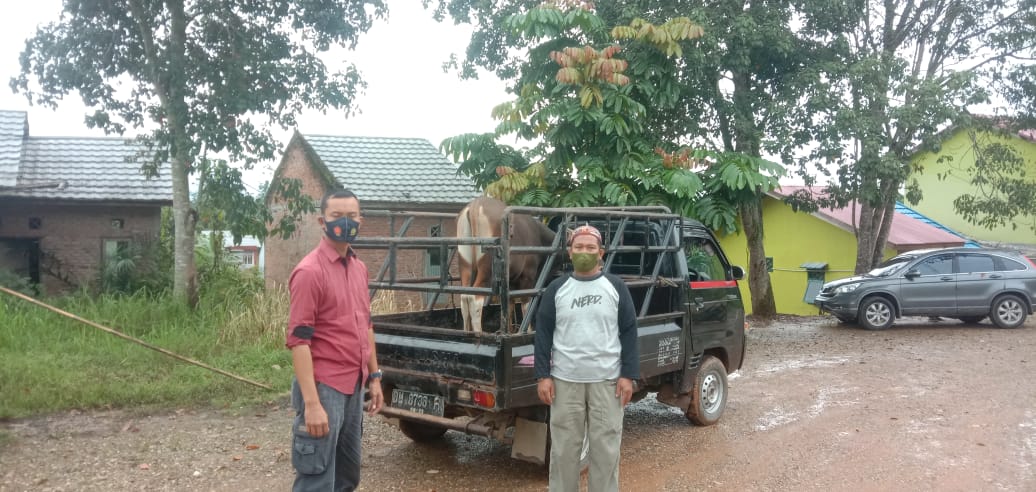 Pencurian Ternak Sapi di Tandun Berhasil Di Gagalkan Warga,2 Pelaku Berhasil Kabur