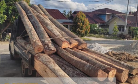 Polres Kampar Tangkap Pelaku Ilegal Logging Kawasan Cagar Alam Bukit Bungkuk Kuok