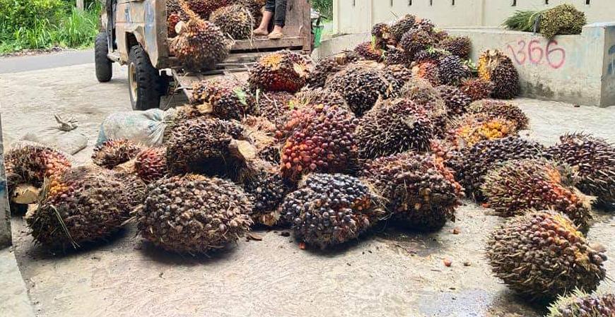 (TBS) kelapa sawit Segar di Aceh Singkil Harga Masih Melonjak