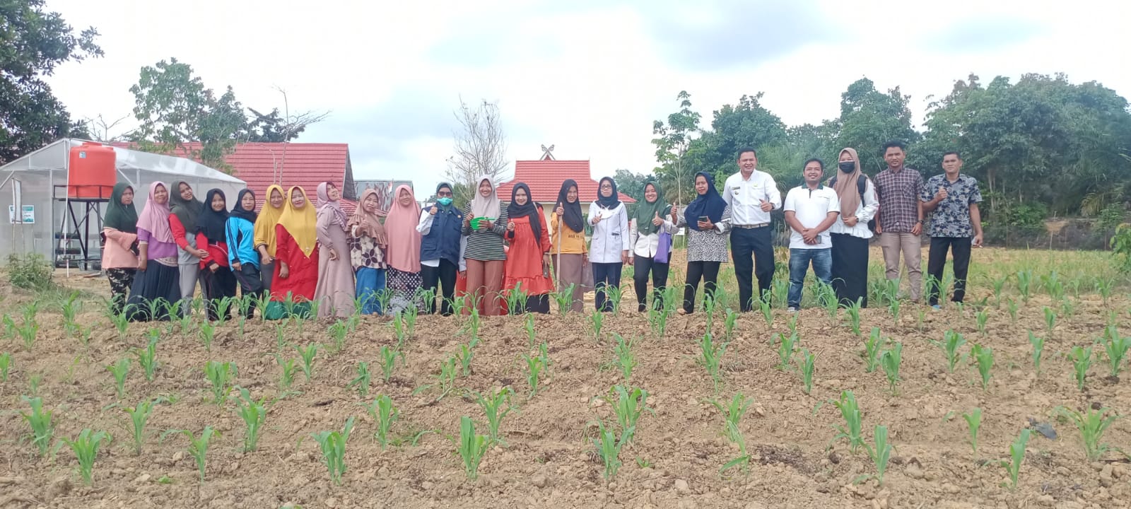 Camat Bunut Tinjau Tanaman Jagung KWT Di Desa Lubuk Mandian Gajah