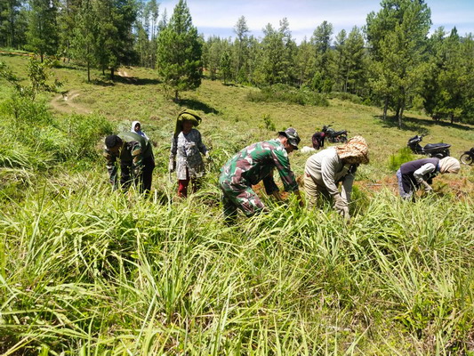 Satgas TMMD 113 Kodim 0113/Gayo Lues Bantu Petani Panen Serai Wangi