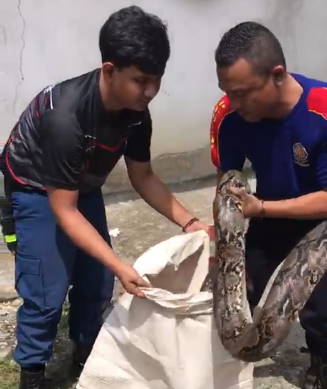 Dua Ekor Ular Piton Berhasil Di Tangkap Tim Rescue Pleton ll Dinas Pemadam Kebakaran Dan Penyelamatan Kabupaten Kampar Di Desa Pulau Rambai