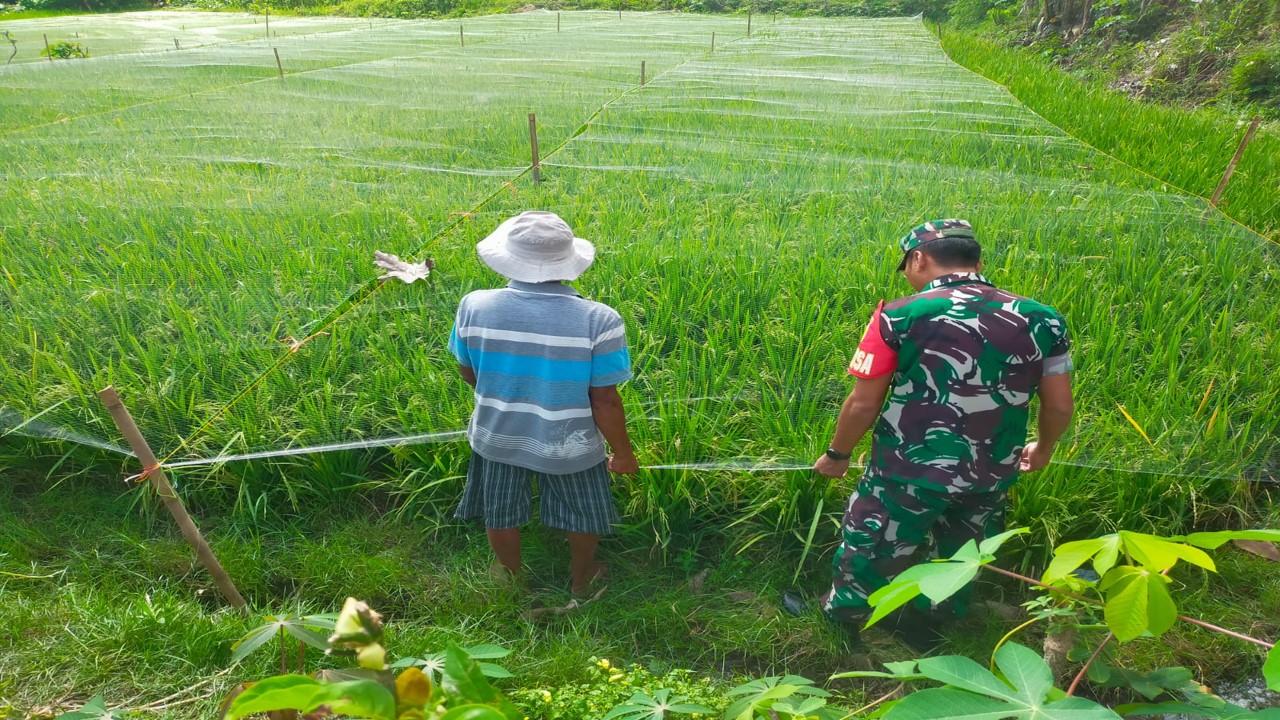 Dukung Ketahanan Pangan, Babinsa Koramil 0808/20 Sananwetan Terjun Langsung Ke Lapangan