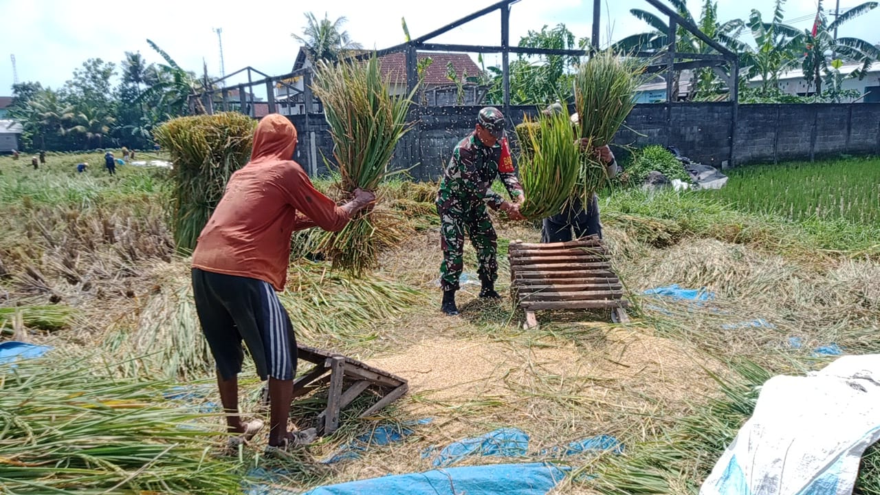 Serka Aminoto Bantu Panen Padi Warga Binaannya