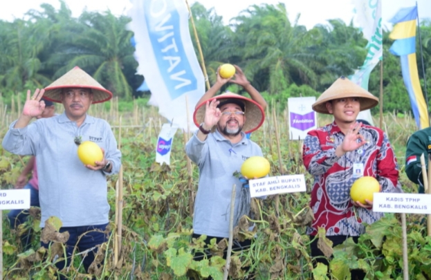 Panen Raya Melon di Siak Kecil,Bupati Bengkalis Ajak Petani Kelola Lahan dan Pekarangan Secara Optimal