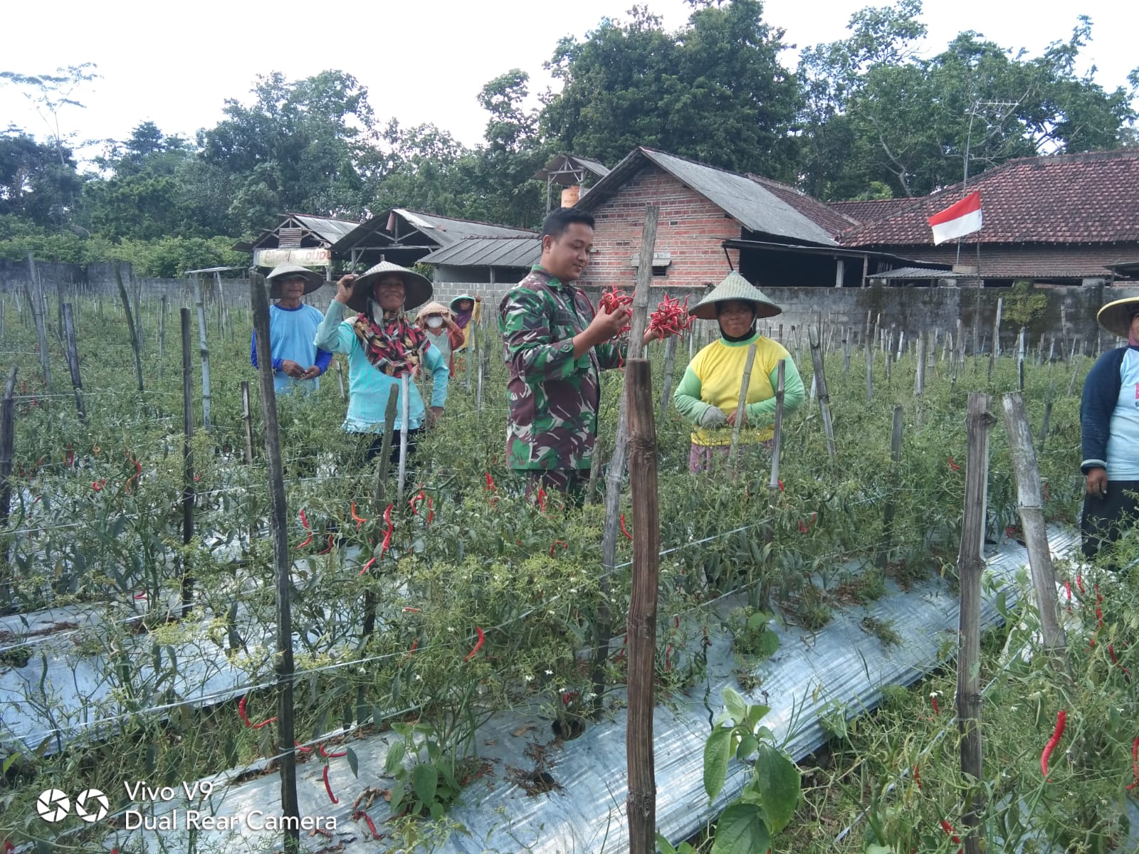 Sukseskan Swasembada Pangan, Sertu Tri Rosadi Bantu Panen Cabe Warganya