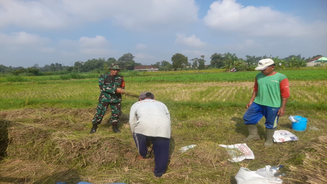 Sukseskan Ketahanan Pangan, Babinsa Koramil 0808/22 Wonodadi Turun Ke Sawah