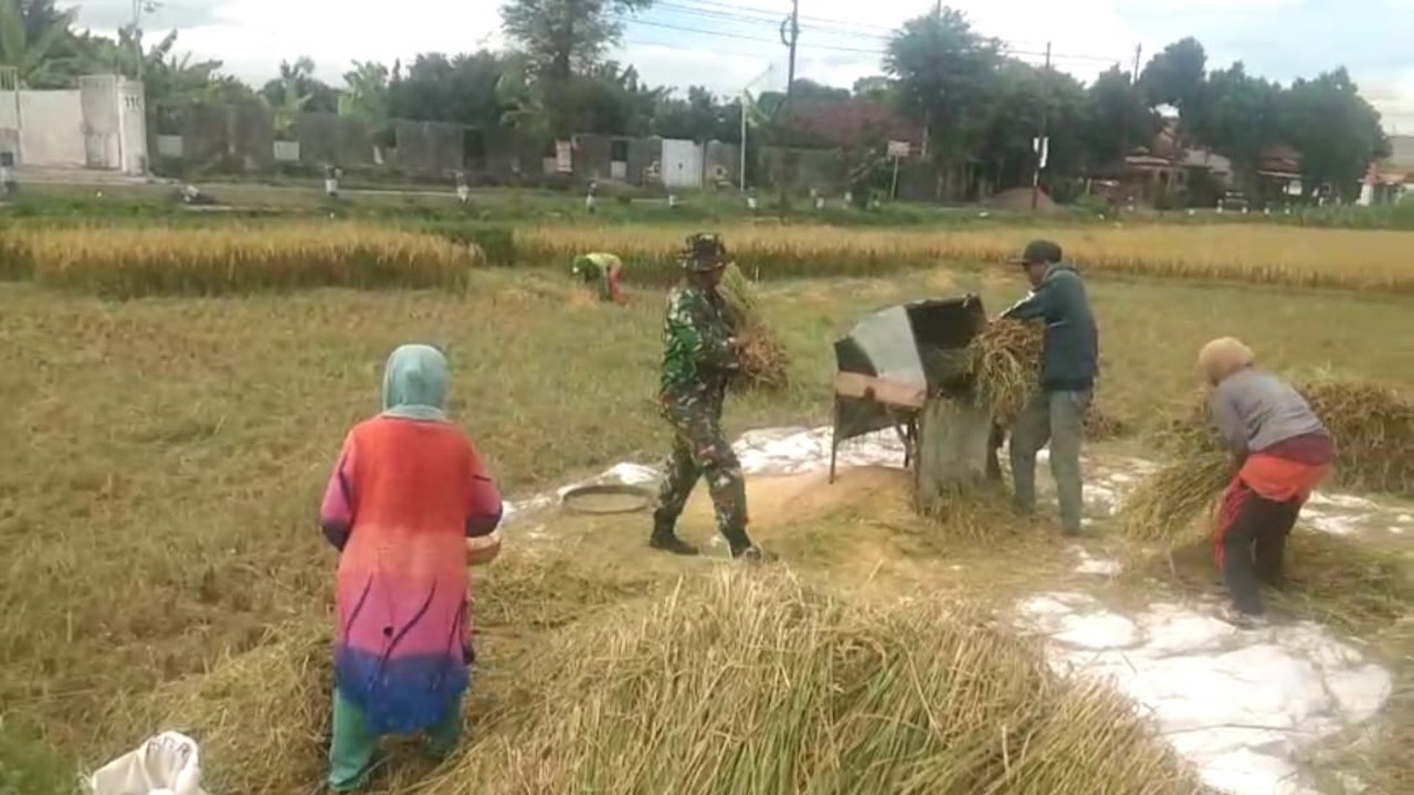 Babinsa Koramil 0808/07 Ponggok Terjun Bantu Panen Padi Warga Binaannya