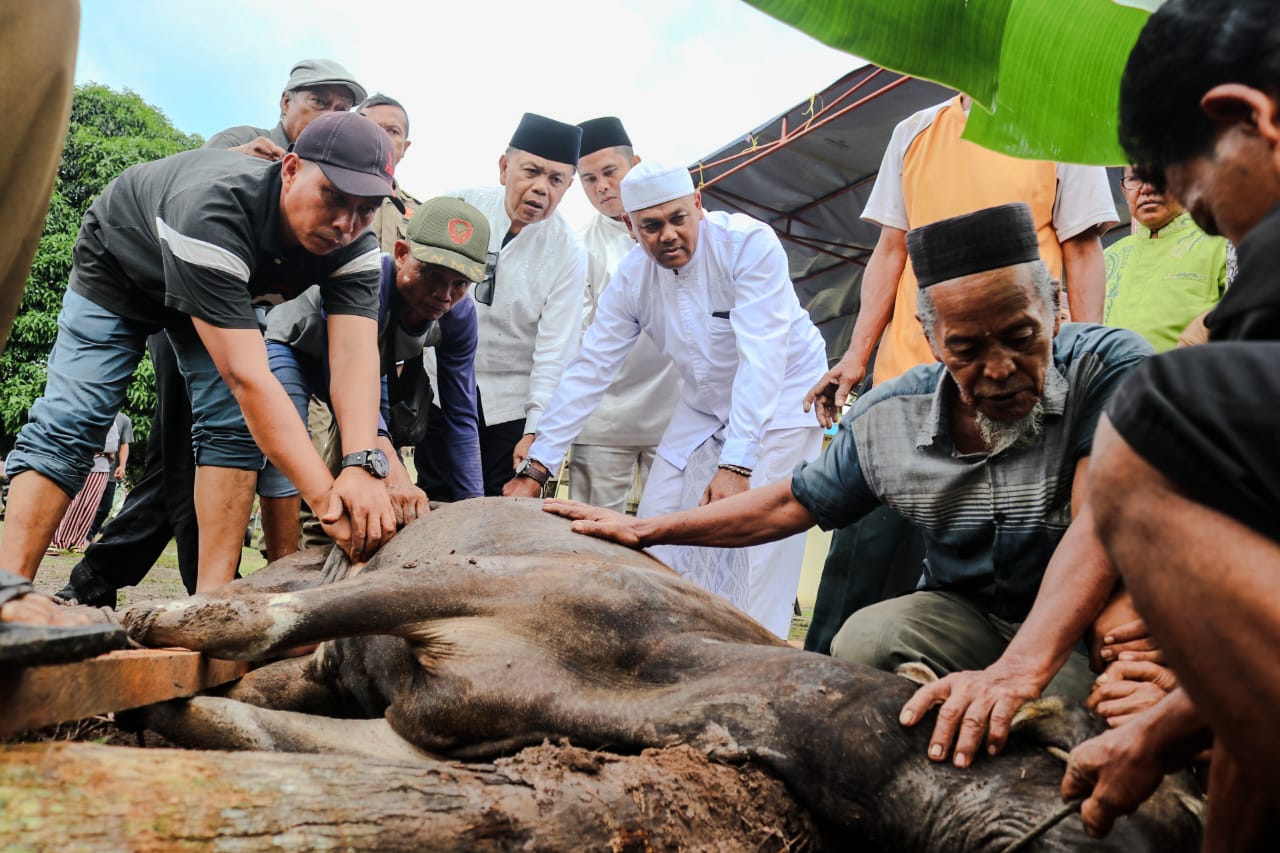 Plt Bupati Merayakan Idul Adha di Kampung Halaman, Bupati Asmar Kurban 2 Ekor Sapi