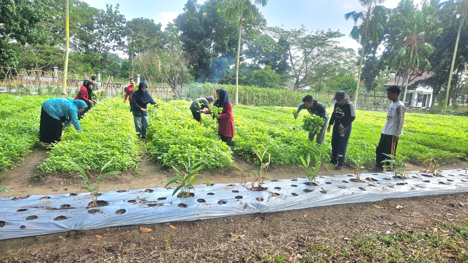 TP PKK Babel Bagi Sayur Yang Ditanam di Rumah Gubernur ke Lansia & Panti Asuhan