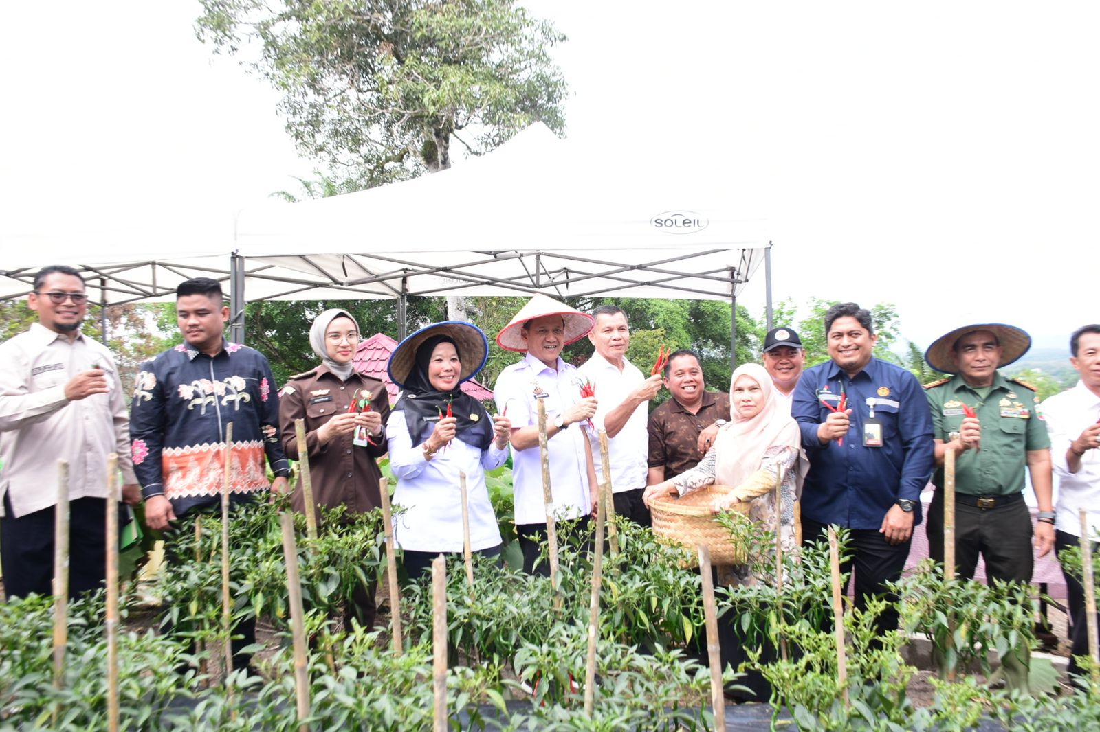 Kendalikan Inflasi, Pj Bupati Kampar Panen Cabe, Apresiasi Kerjasama Kampar Aneka Karya dengan PT PHR.