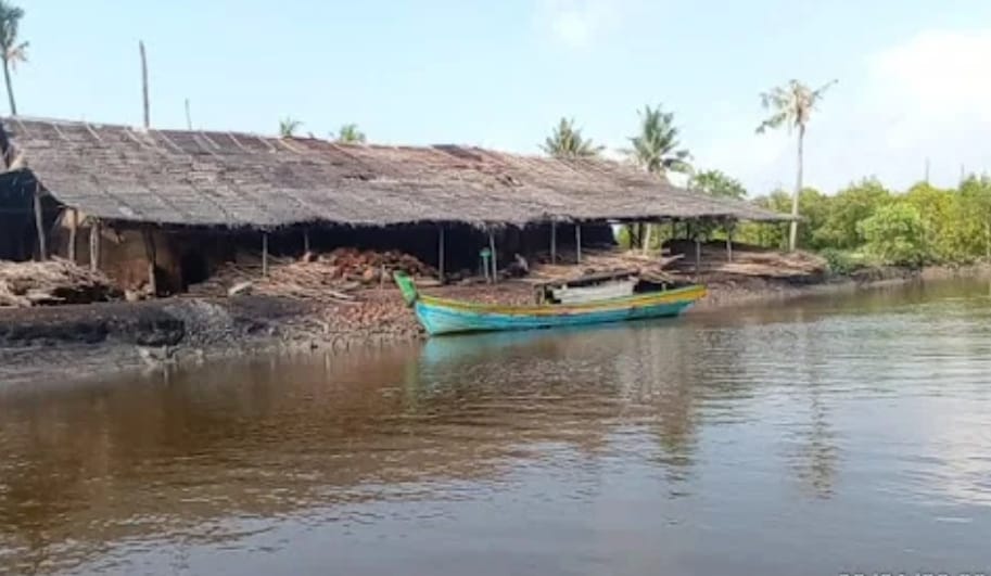 Keberadaan Panglong Arang di Pulau Bengkalis Diduga Babat Hutan Bakau Dan Mangrove Secara Ilegal