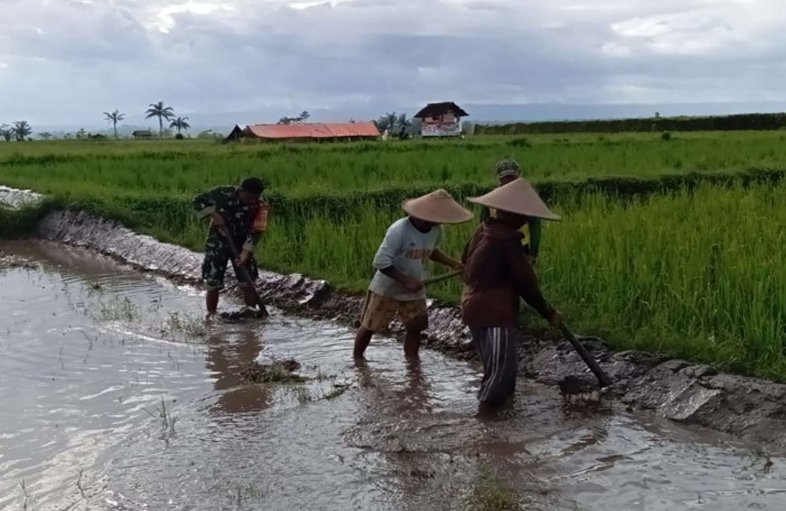 Babinsa Desa Mronjo Turun Langsung Ke Sawah Bantu Petani Siapkan Lahan Tanam Padi