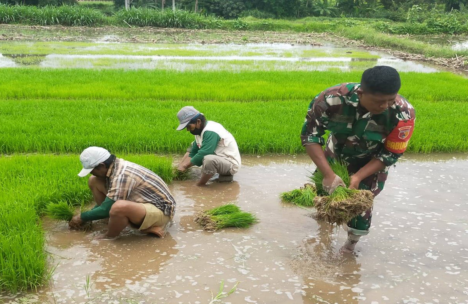 Aksi Nyata Dukung Ketahanan Pangan, Babinsa Desa Sidodadi Bantu Petani Cabut Benih Padi Siap Tanam