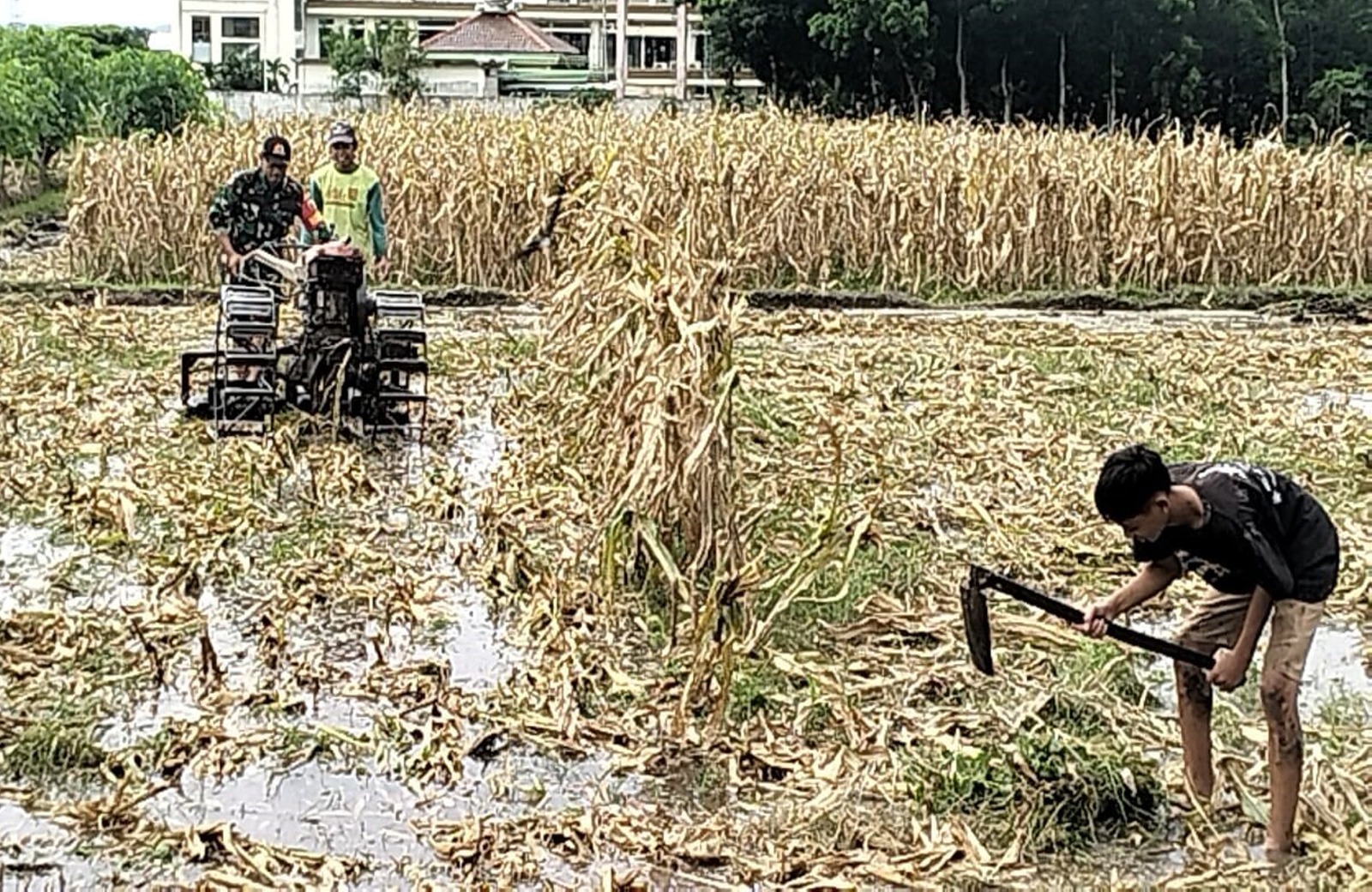 Babinsa Rejowinangun Dampingi penyiapan Lahan Musim Tanam Padi di Kademangan