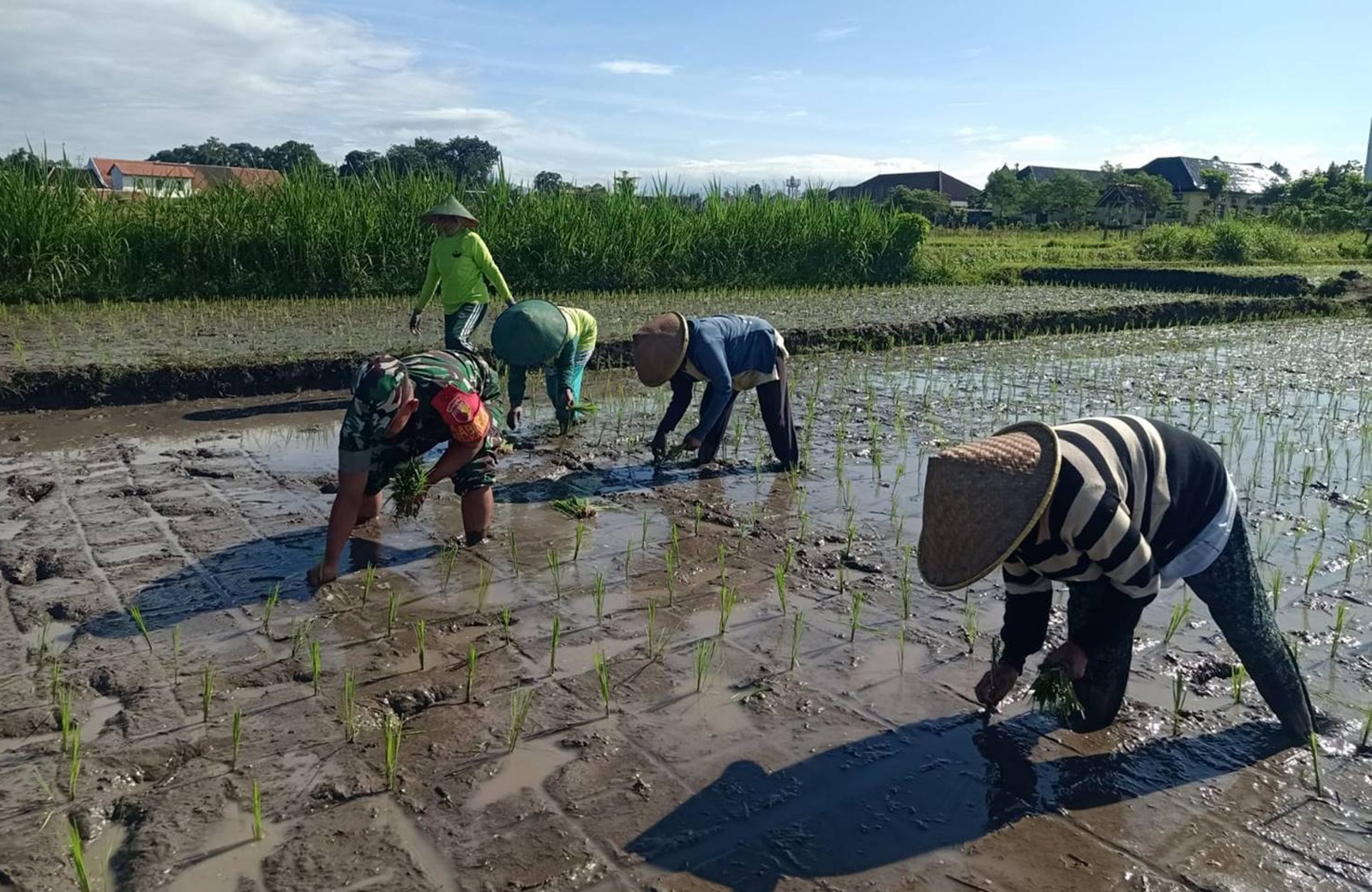 Tanam Padi, Babinsa Kauman Kota Blitar Ikut Mendampingi Petani