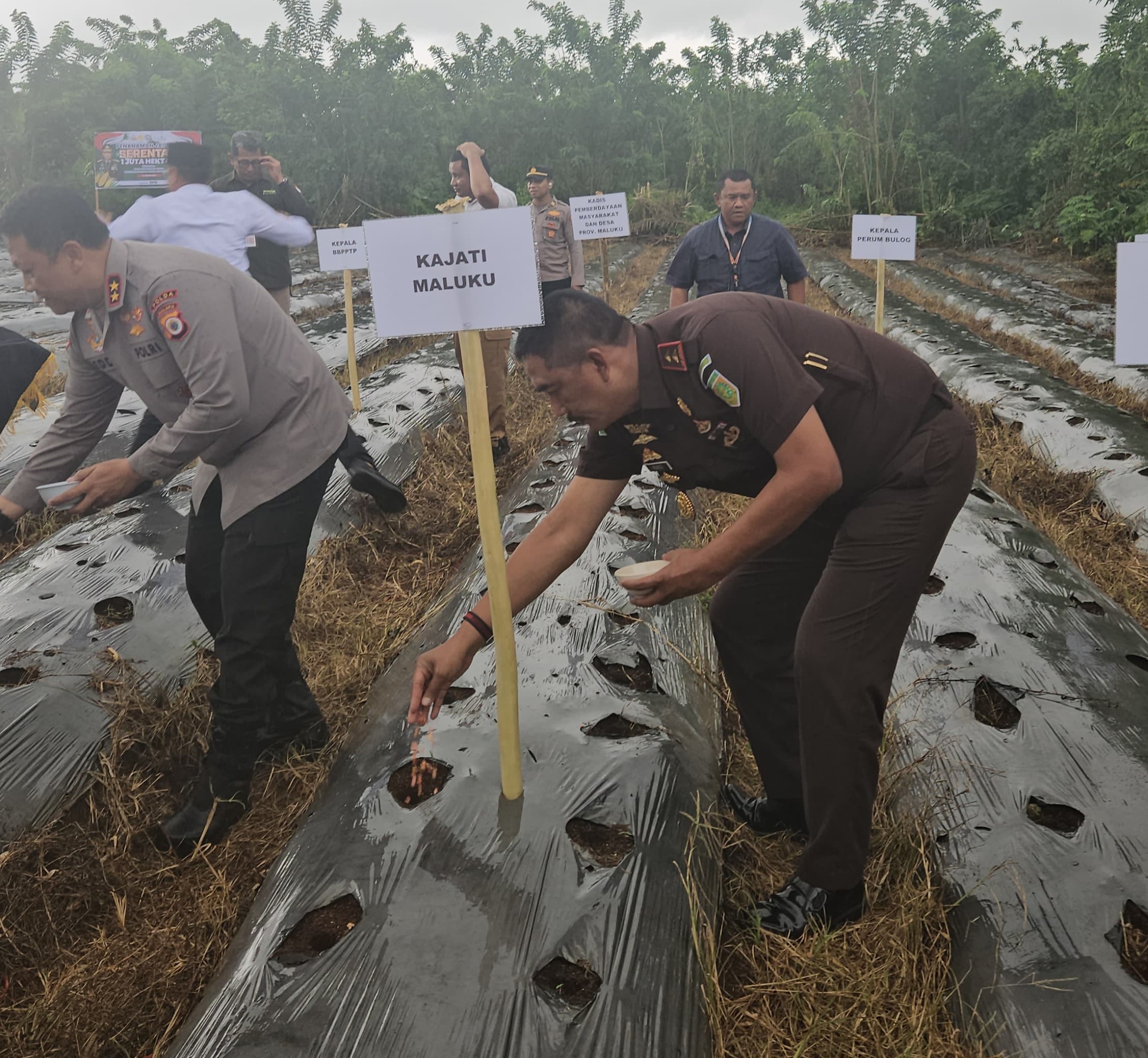 Mendukung Swasembada Pangan Tahun 2025, Kajati Maluku Agoes SP Hadiri Pelaksanaan Penanaman Jagung Serentak Di Dusun Hulung Kabupaten Maluku Tengah