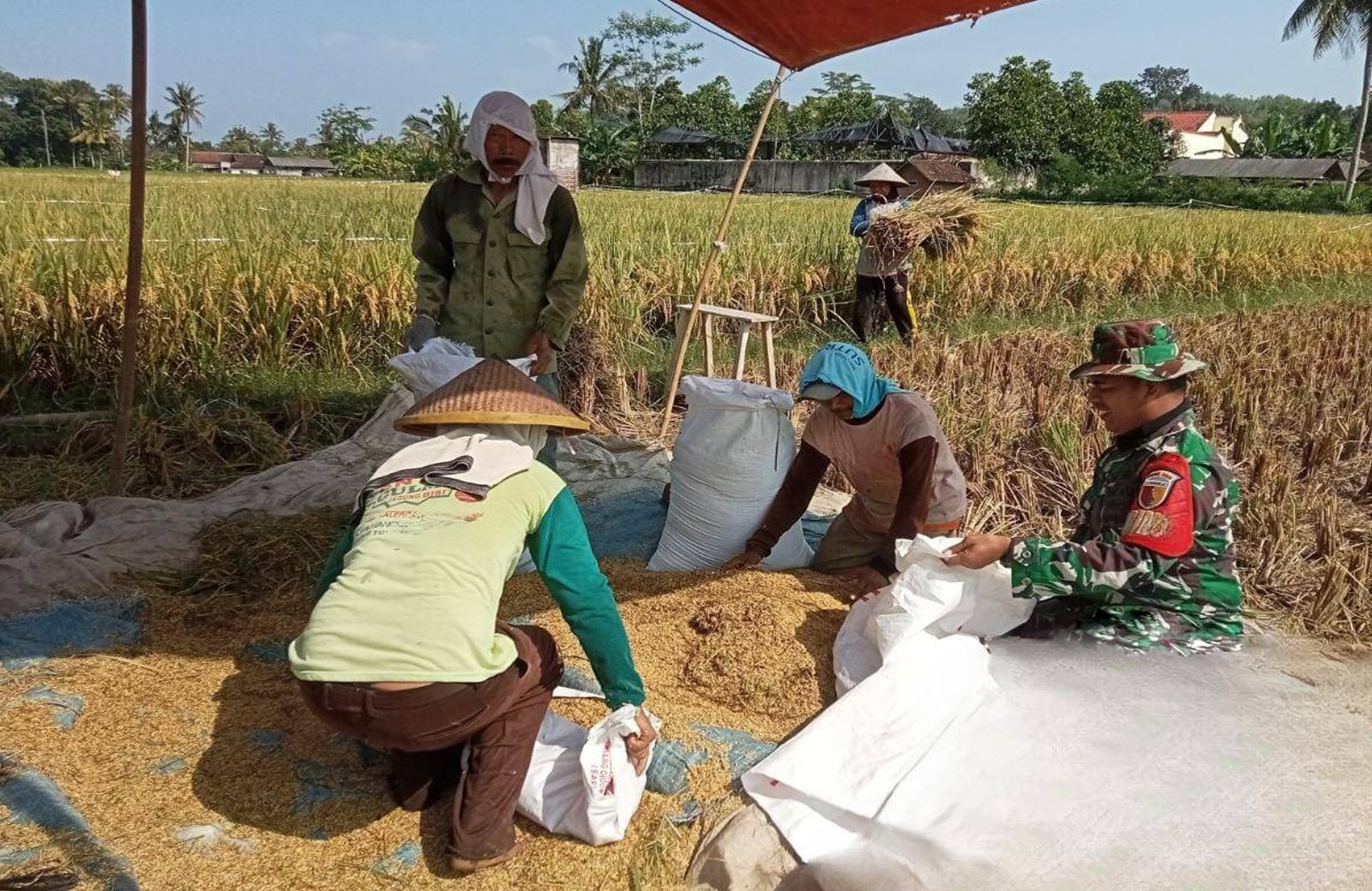 Babinsa Panggungrejo Lakukan Komsos Dan Dampingi Petani Panen Padi