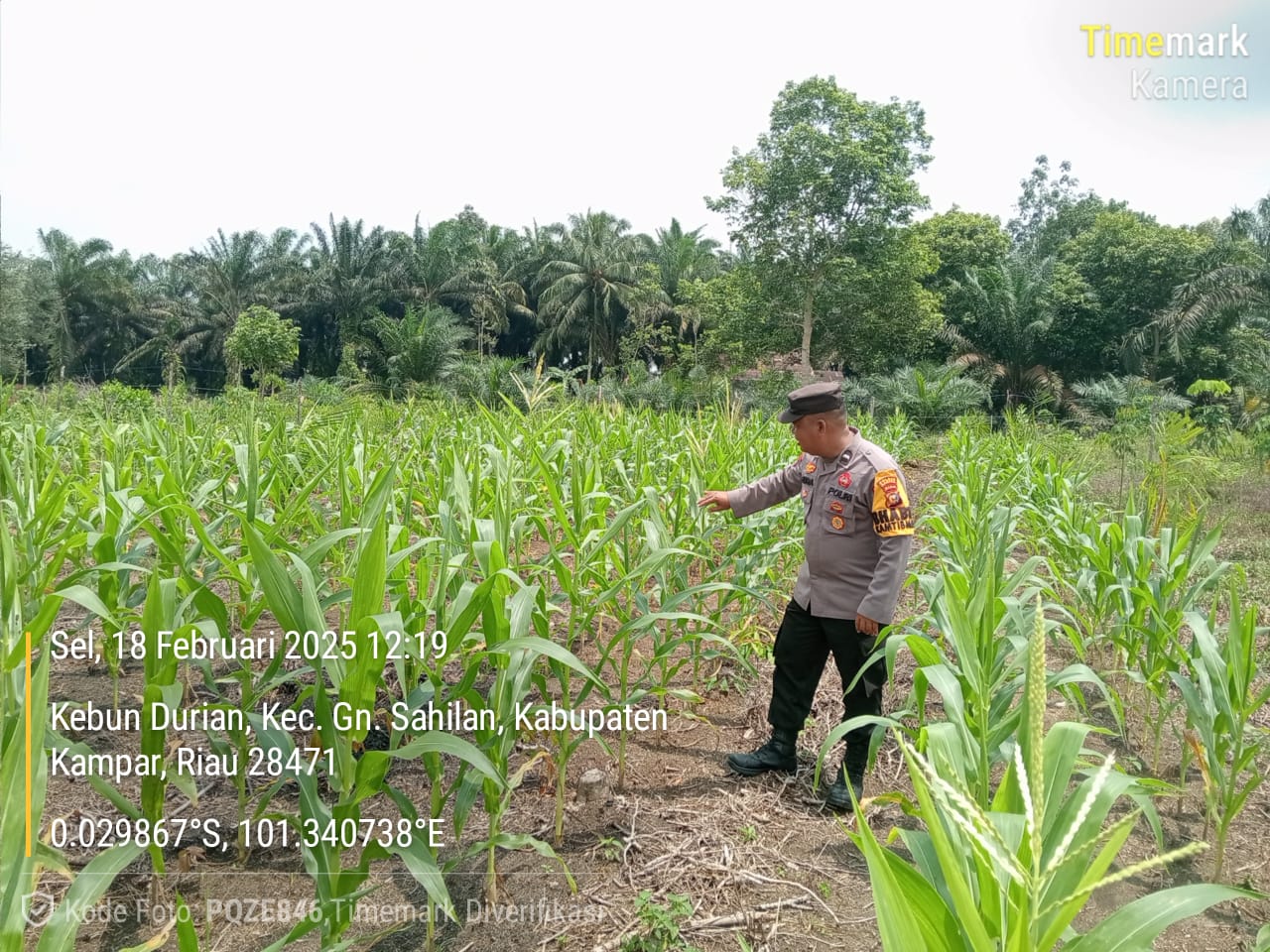 Bhabinkamtibmas Polsek Kampar Dorong Ketahanan Pangan, Tanam Sayur dan Jagung Bersama Warga di Desa Gunung Sari