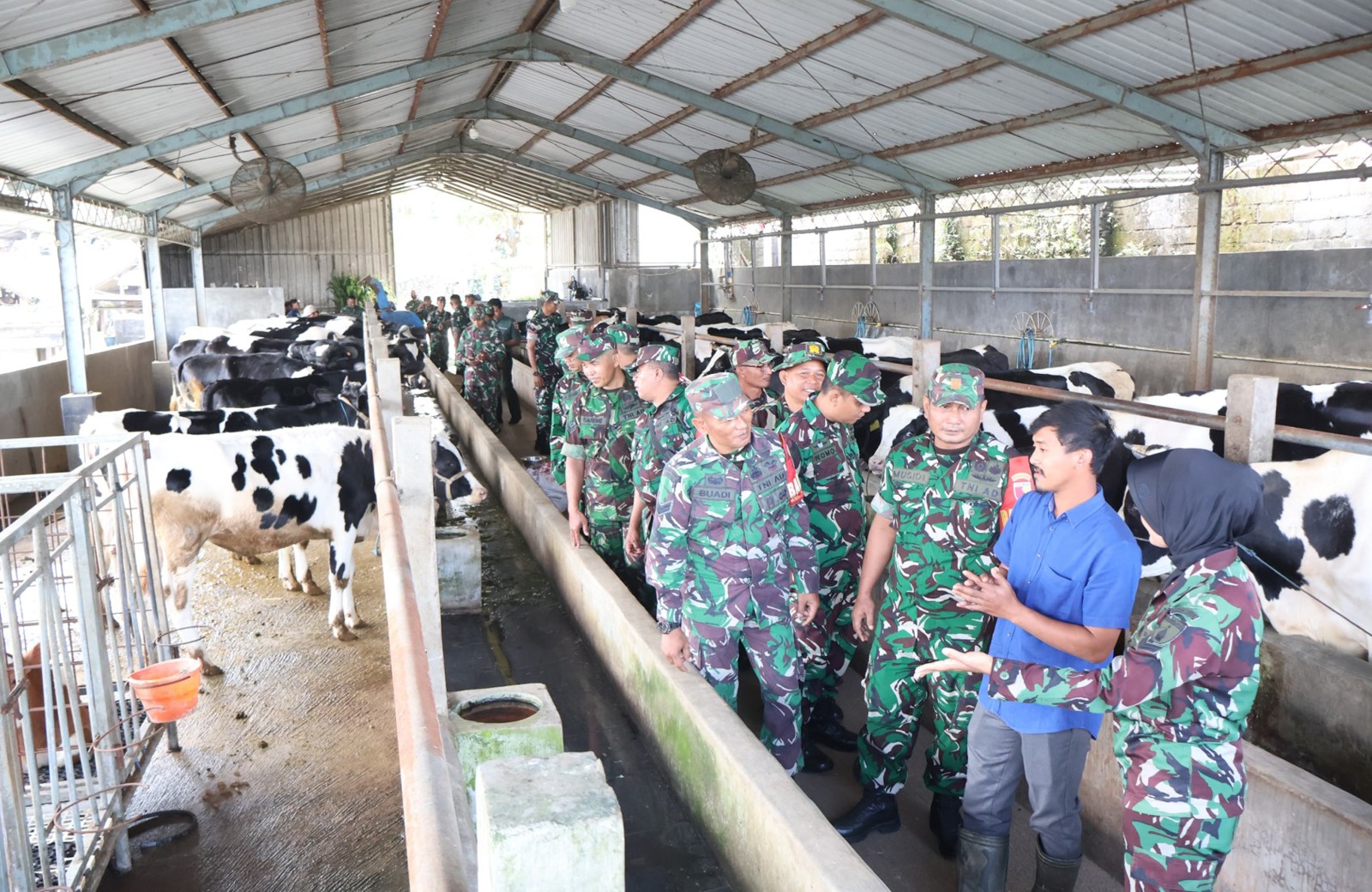 Bekali Prajurit Jelang Masa Pensiun Kodim 0808 Berikan Pengetahuan Beternak Sapi Perah