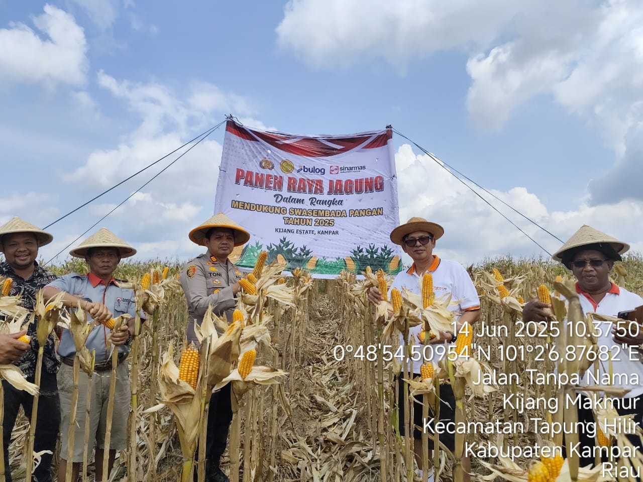 Kontribusi Nyata Dukung Program “Asta Cita” Ketahanan Pangan Nasional, Polsek Tapung Hilir Panen Raya Jagung Bersama PT. BWL MAS