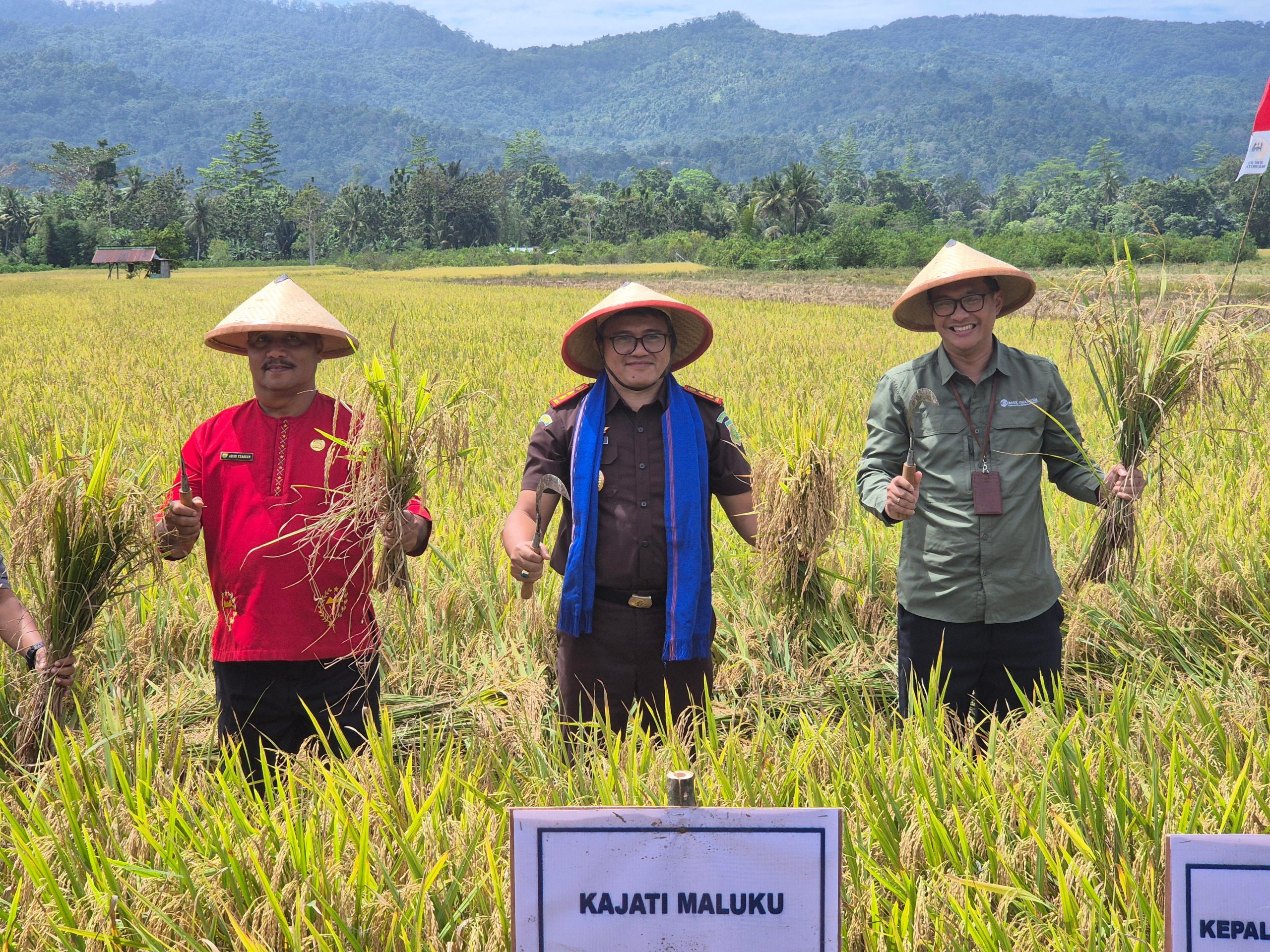 Dukung Ketahanan Pangan,Kajati Maluku Hadiri Panen Raya Padi Sawah Di Desa Waimital