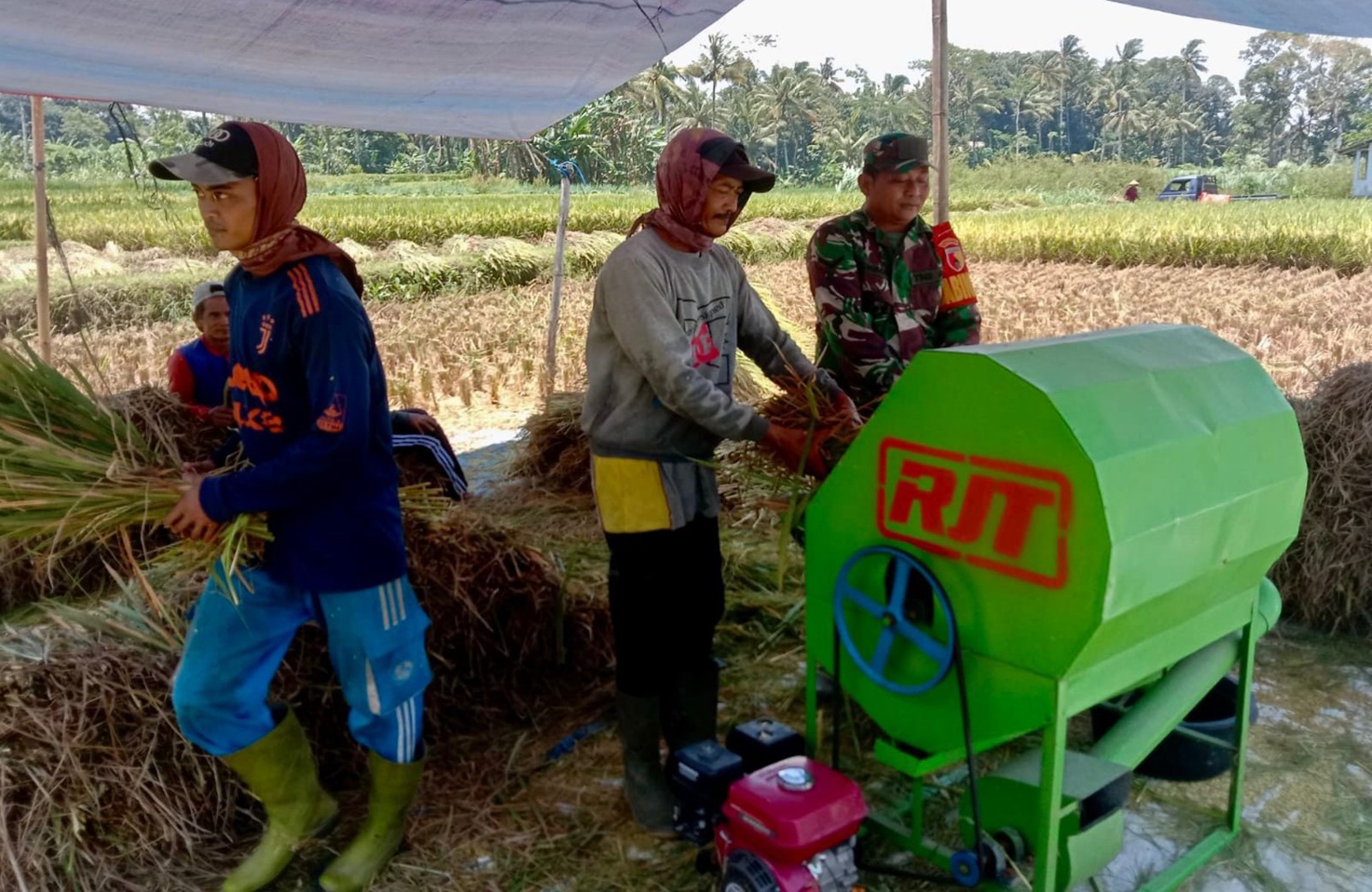 Bulir Padi Pilar Negeri, Sinergi Babinsa Dan Petani Karangrejo Jaga Ketahanan Pangan